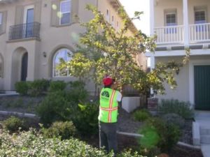 tree pruning services