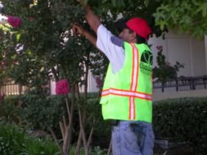 tree pruning services