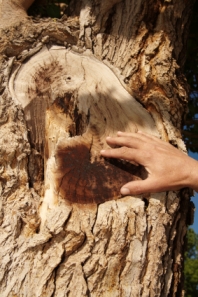 arborist-tree