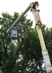 tree-trimmer-picker