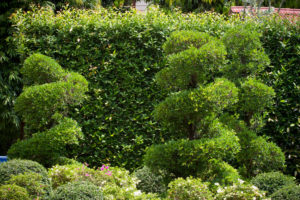 commercial landscape designer