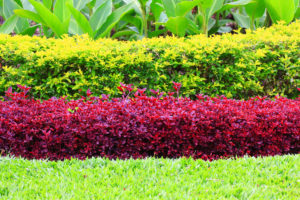 irrigation management