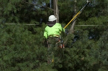 commercial tree service company