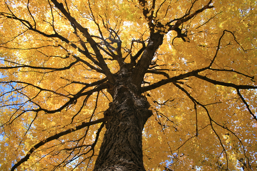 Commercial tree planting, San Jose, CA