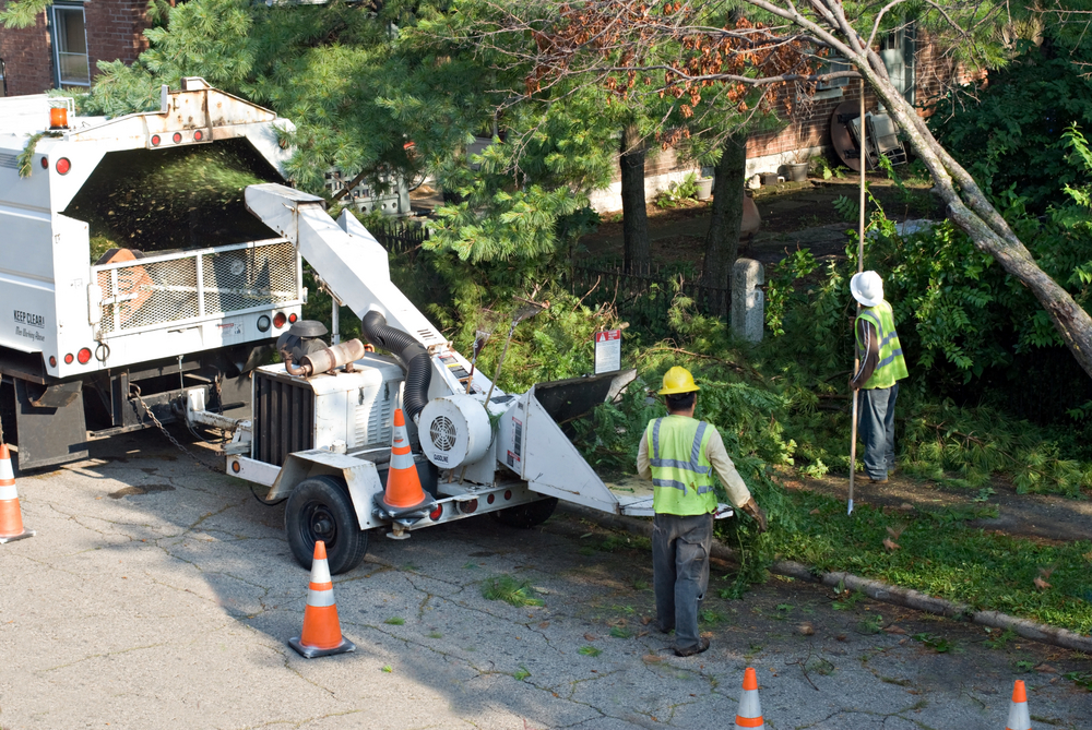 Commercial Tree Service, Fremont CA